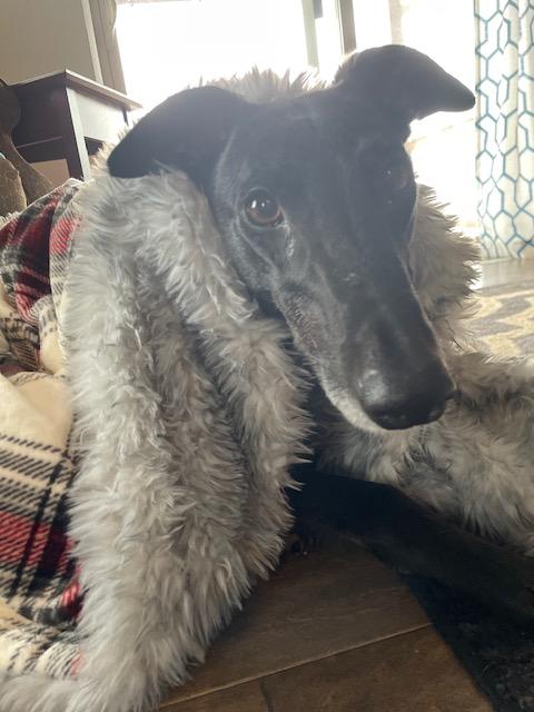 Enlarge Shred, an adopted Greyhound in Bondurant, IA image 3/4