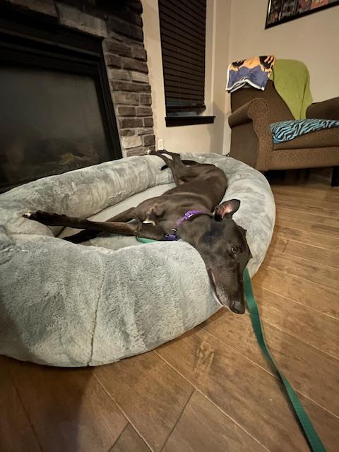 Enlarge Shred, an adopted Greyhound in Bondurant, IA image 1/4