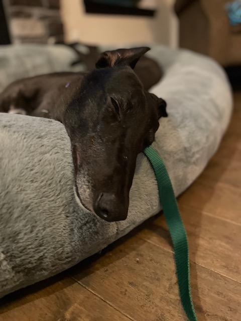 Enlarge Shred, an adopted Greyhound in Bondurant, IA image 2/4