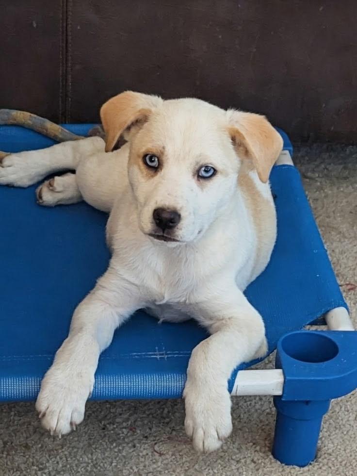 Auggie, adopted, Puppy Male Husky & Australian Cattle Dog / Blue Heeler.
