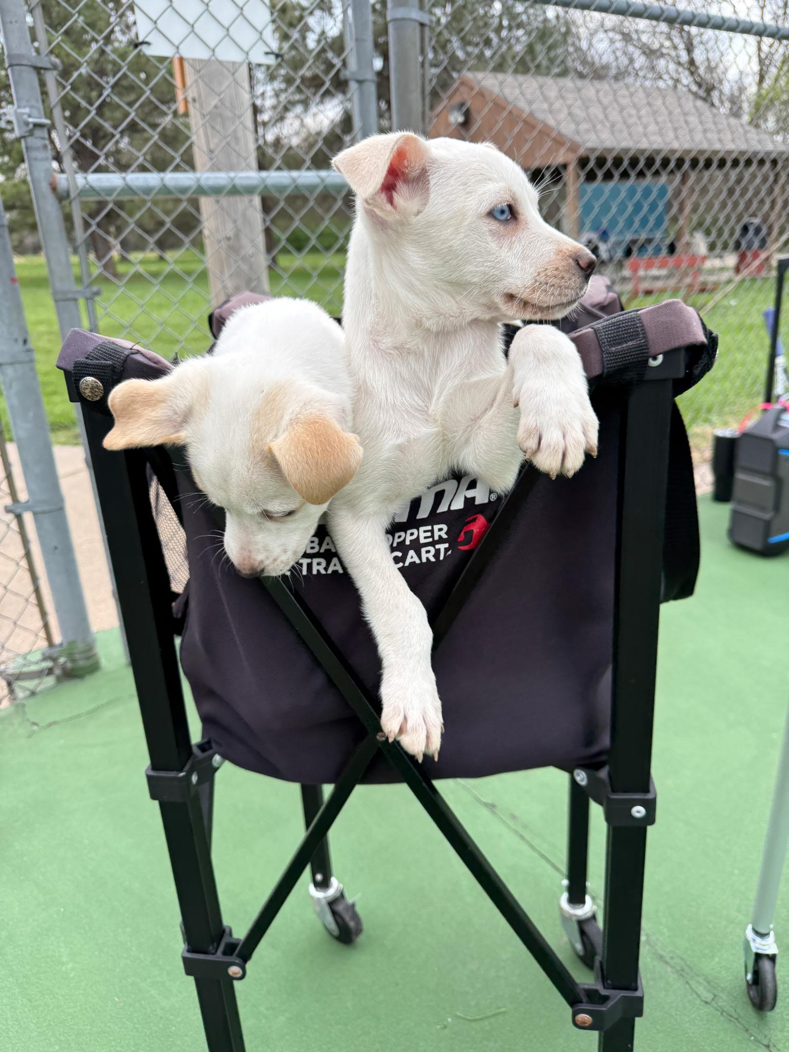 Enlarge Auggie, an adopted mixed breed in Plattsmouth, NE image 2/2