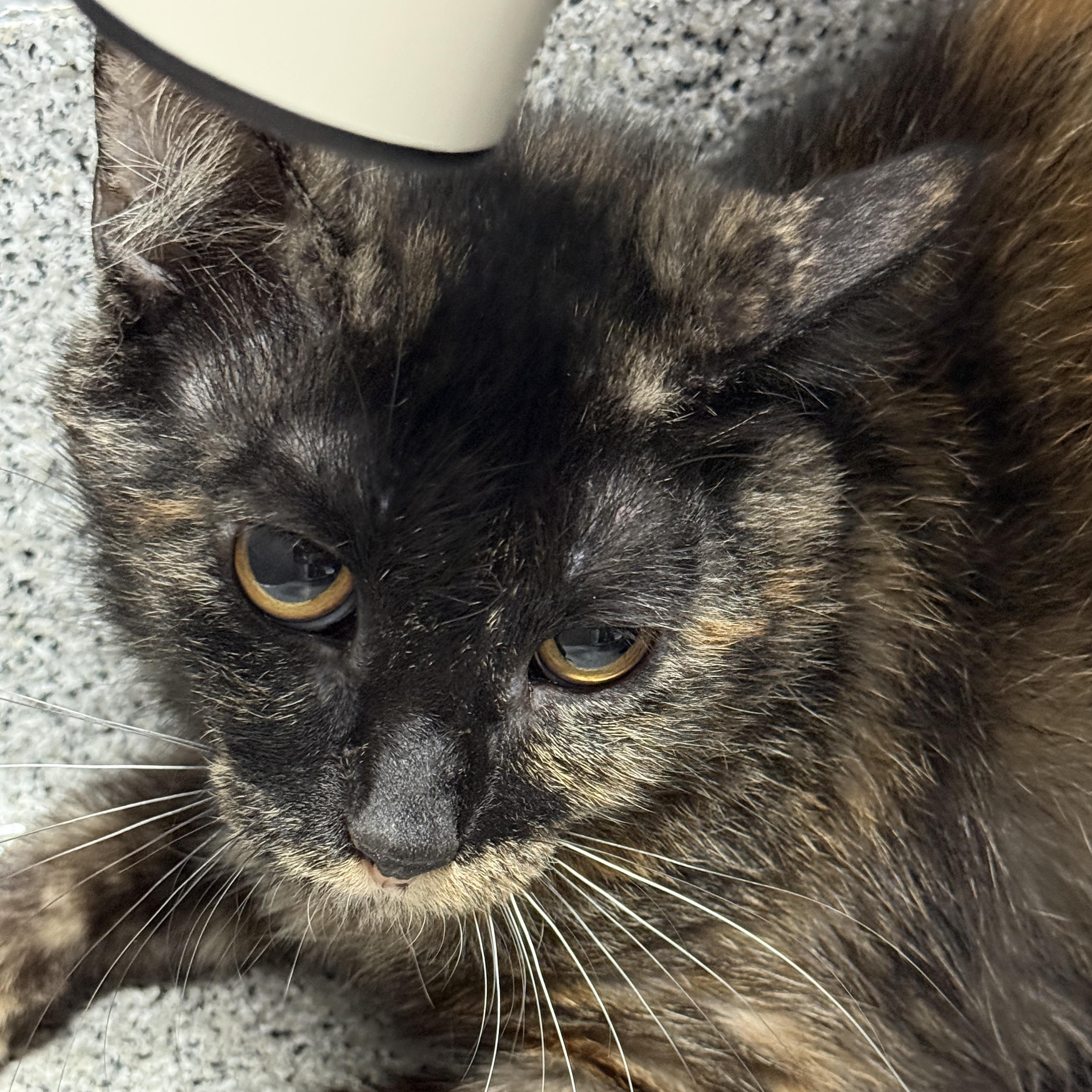 Peacock, an adoptable Domestic Short Hair in Lansing, MI_image-1
