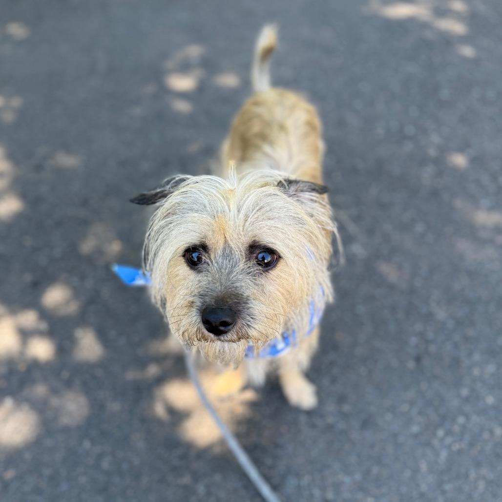 Alfie, Adoptable, Adult Male Terrier & Mixed Breed.