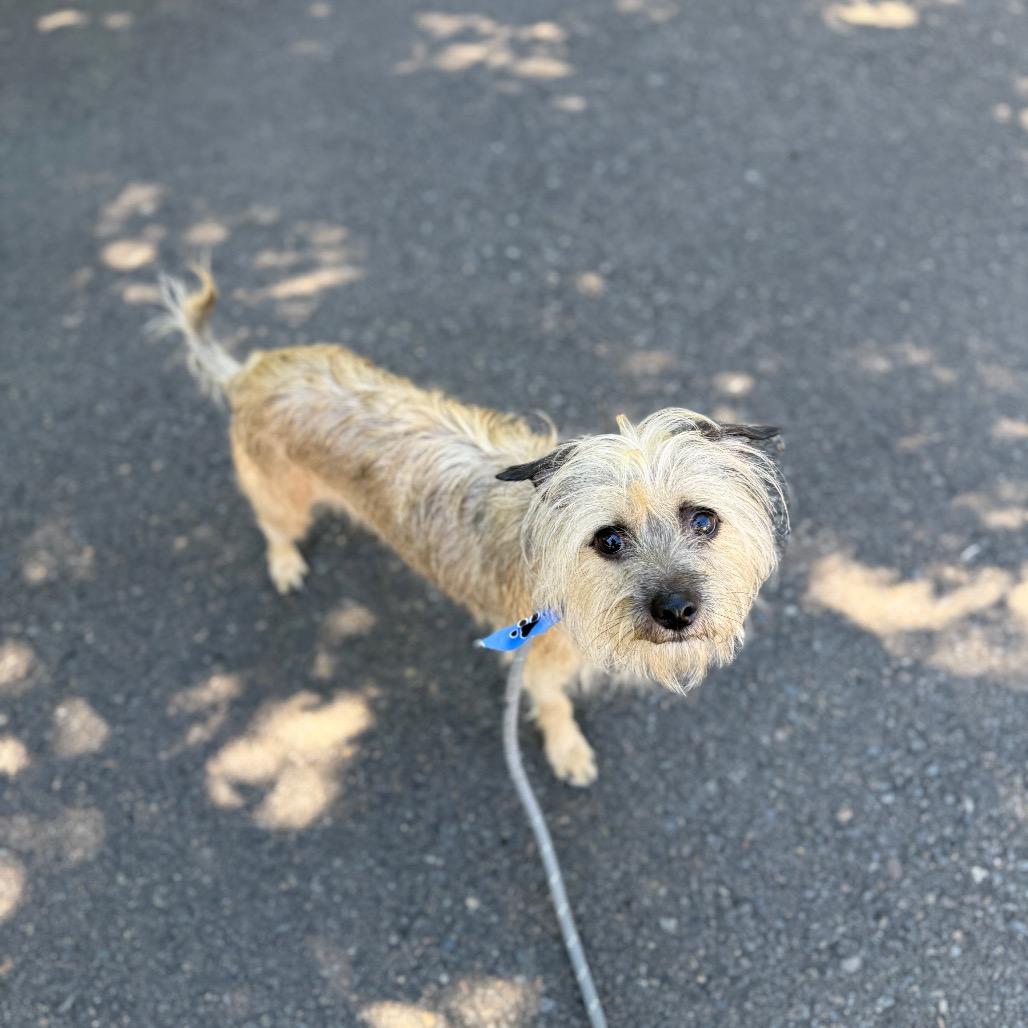 Enlarge Alfie, a Adoptable mixed breed in Newberg, OR image 2/6
