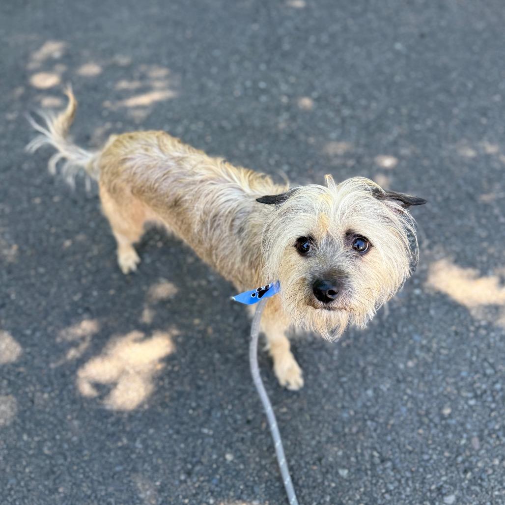 Enlarge Alfie, a Adoptable mixed breed in Newberg, OR image 3/6