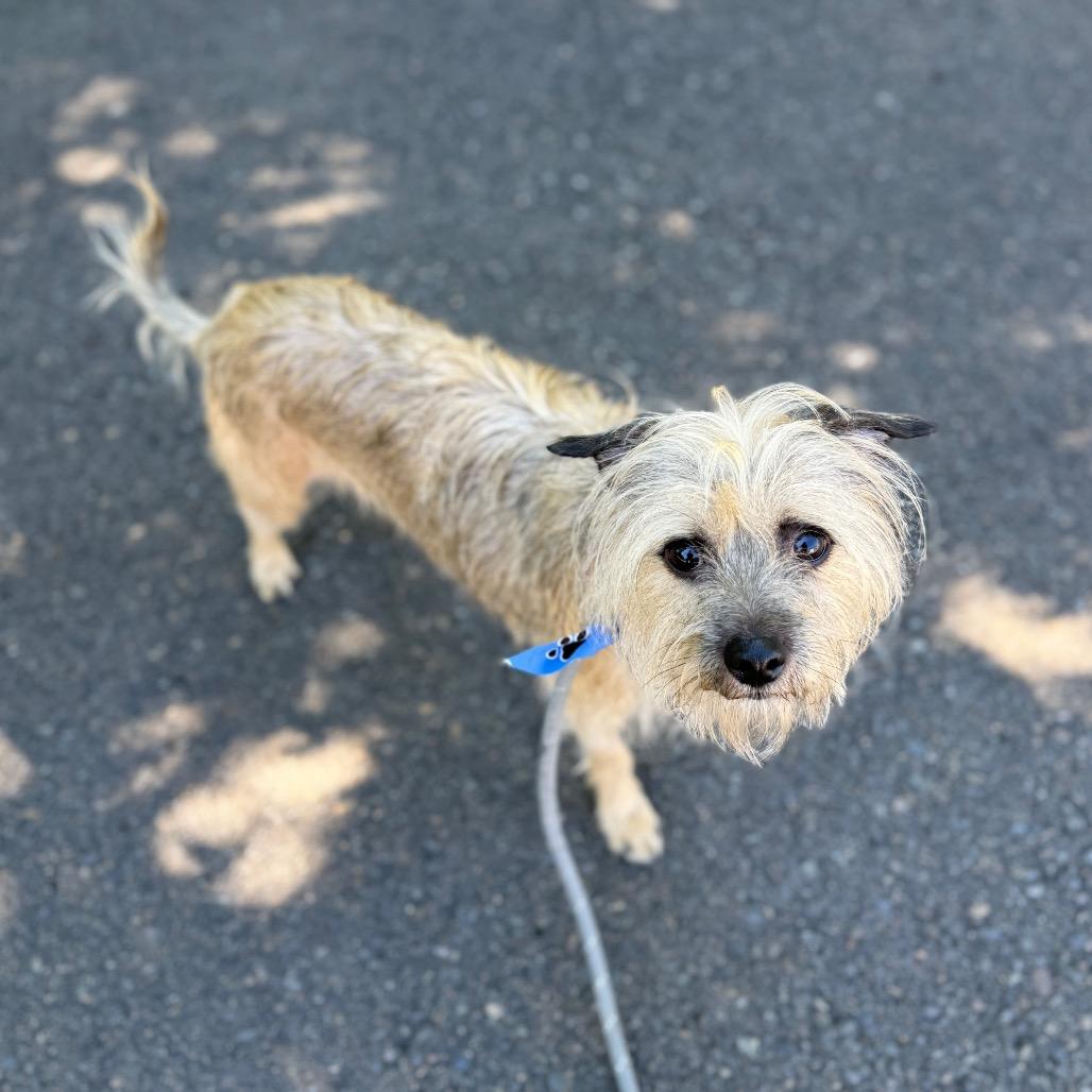 Enlarge Alfie, a Adoptable mixed breed in Newberg, OR image 4/6