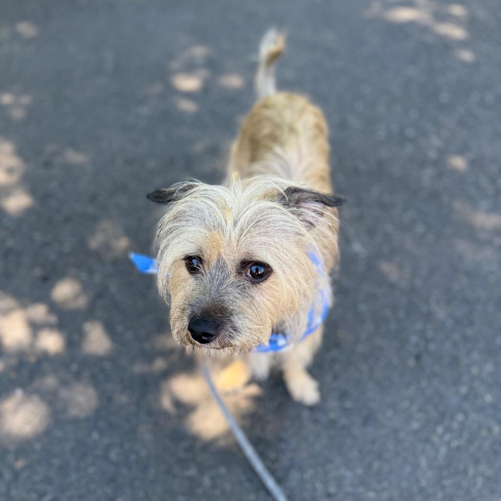 Enlarge Alfie, a Adoptable mixed breed in Newberg, OR image 5/6