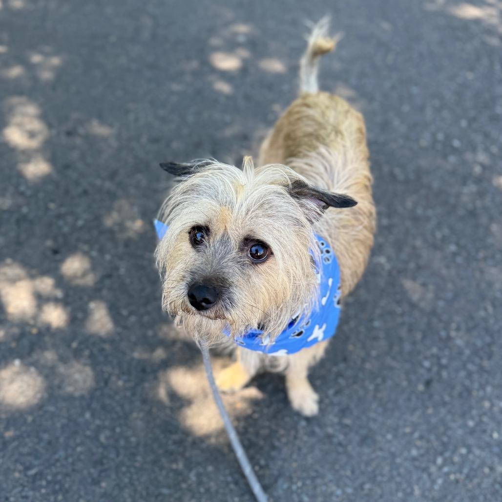 Enlarge Alfie, a Adoptable mixed breed in Newberg, OR image 6/6