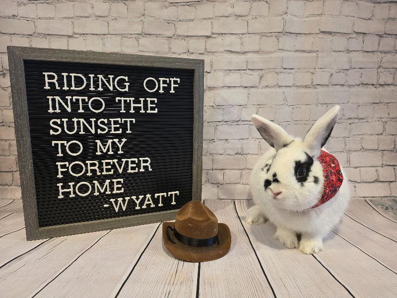 Wyatt, Adoptable, Young Male Bunny Rabbit.