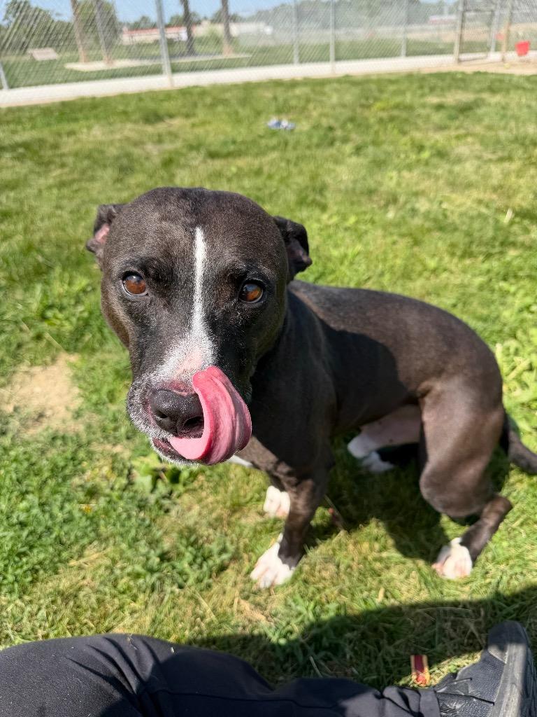 Benson, Adoptable, Adult Male Staffordshire Bull Terrier.