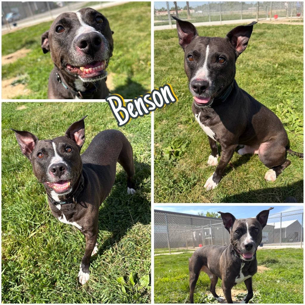Benson, a Adoptable Staffordshire Bull Terrier in Pierceton, IN image 2/6
