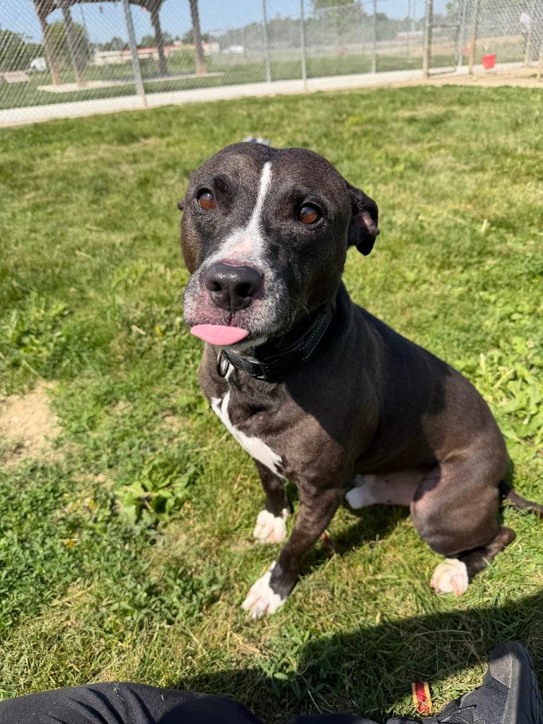 Benson, a Adoptable Staffordshire Bull Terrier in Pierceton, IN image 3/6