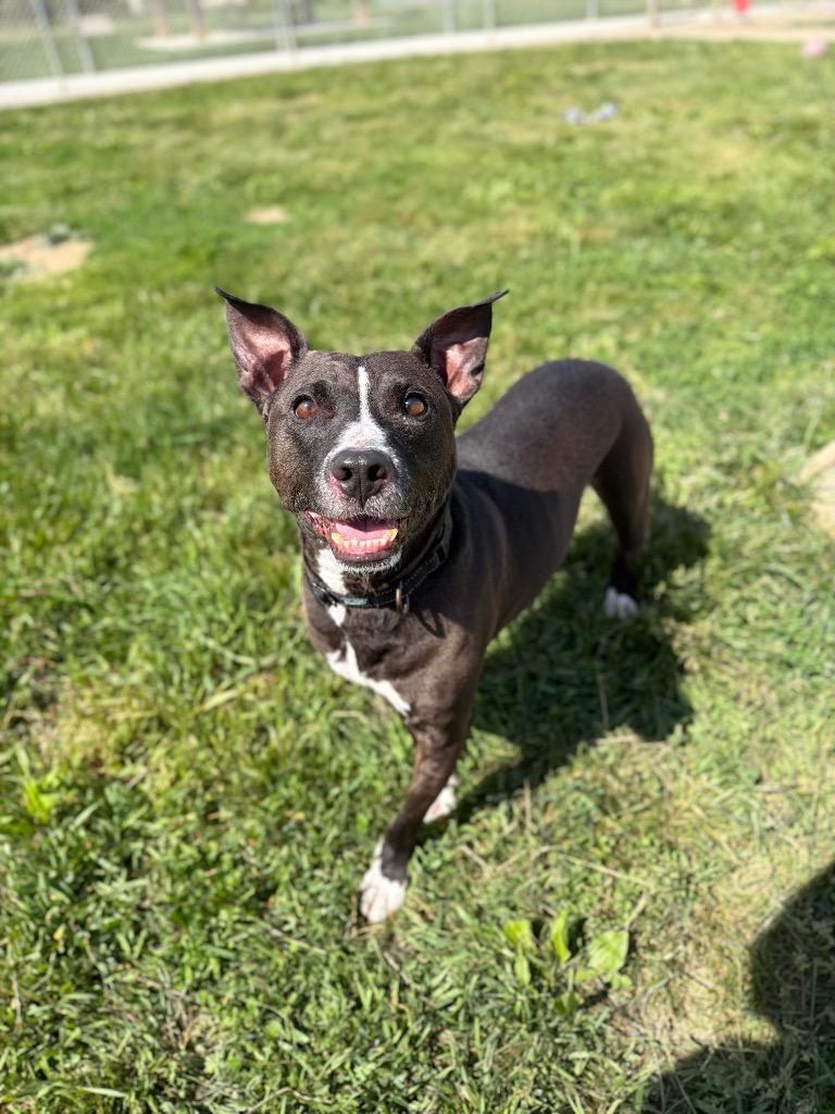 Benson, a Adoptable Staffordshire Bull Terrier in Pierceton, IN image 4/6