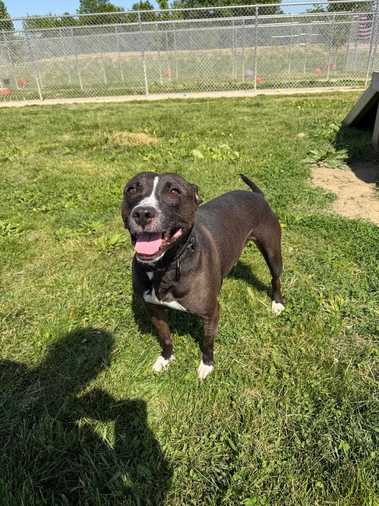 Benson, a Adoptable Staffordshire Bull Terrier in Pierceton, IN image 5/6