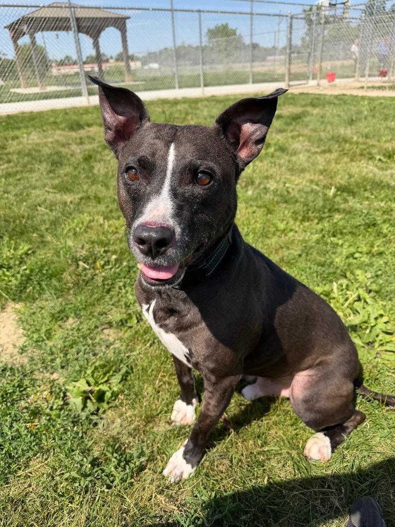 Benson, a Adoptable Staffordshire Bull Terrier in Pierceton, IN image 6/6