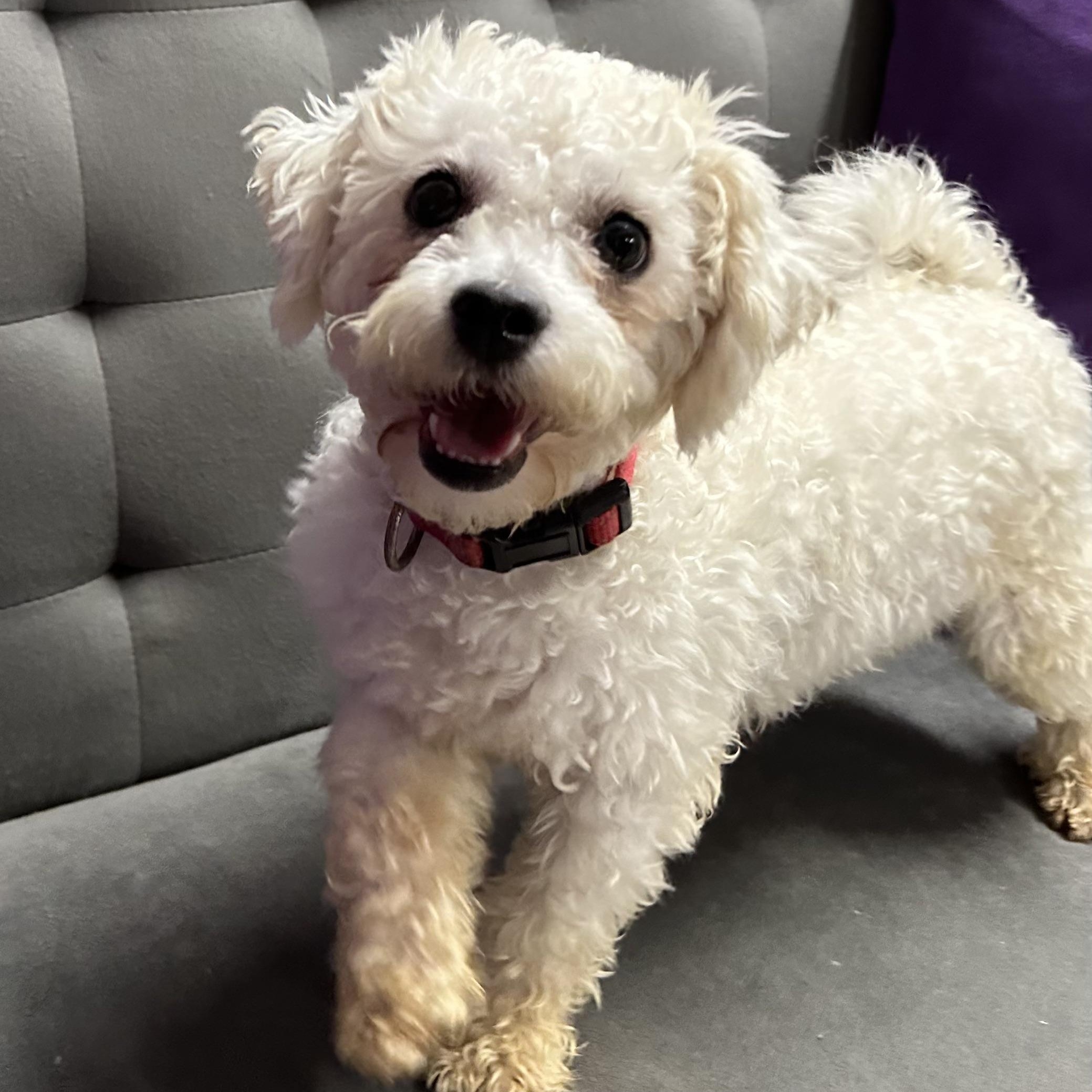 Ashford-Foster Home Needed