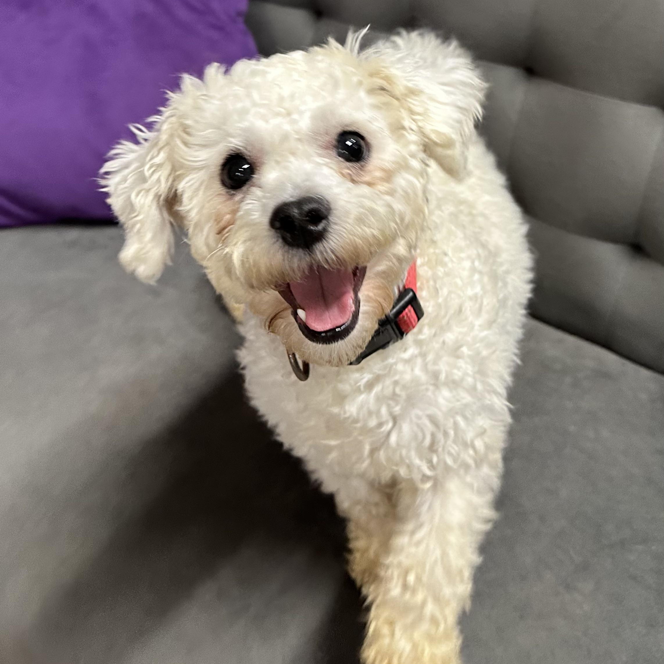 Ashford-Foster Home Needed