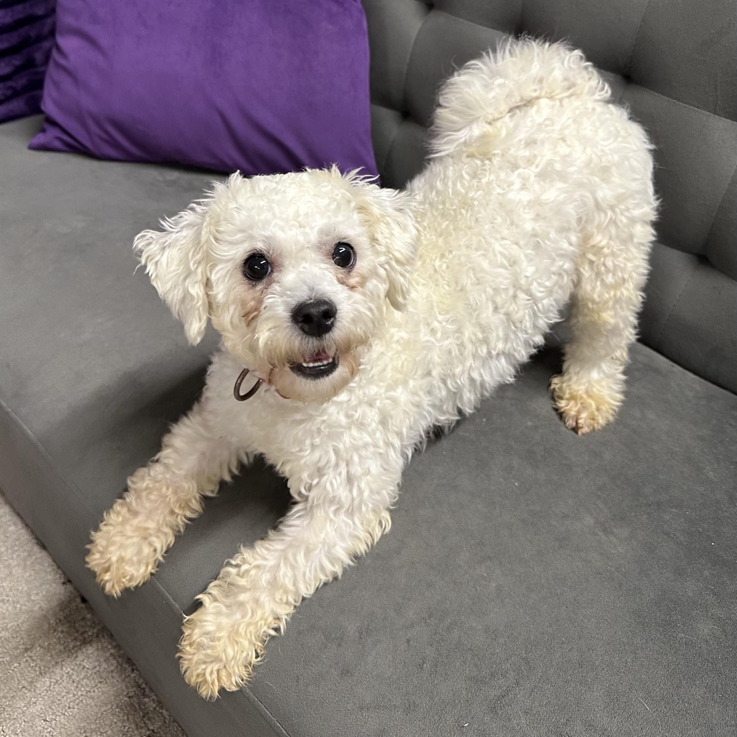 Ashford-Foster Home Needed