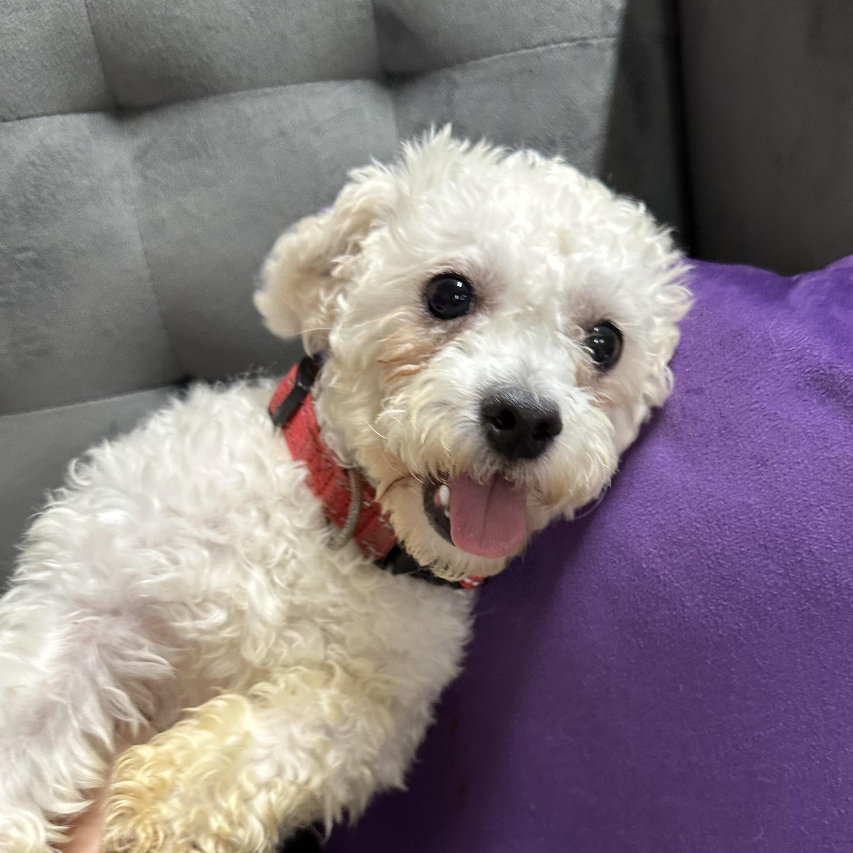 Ashford-Foster Home Needed