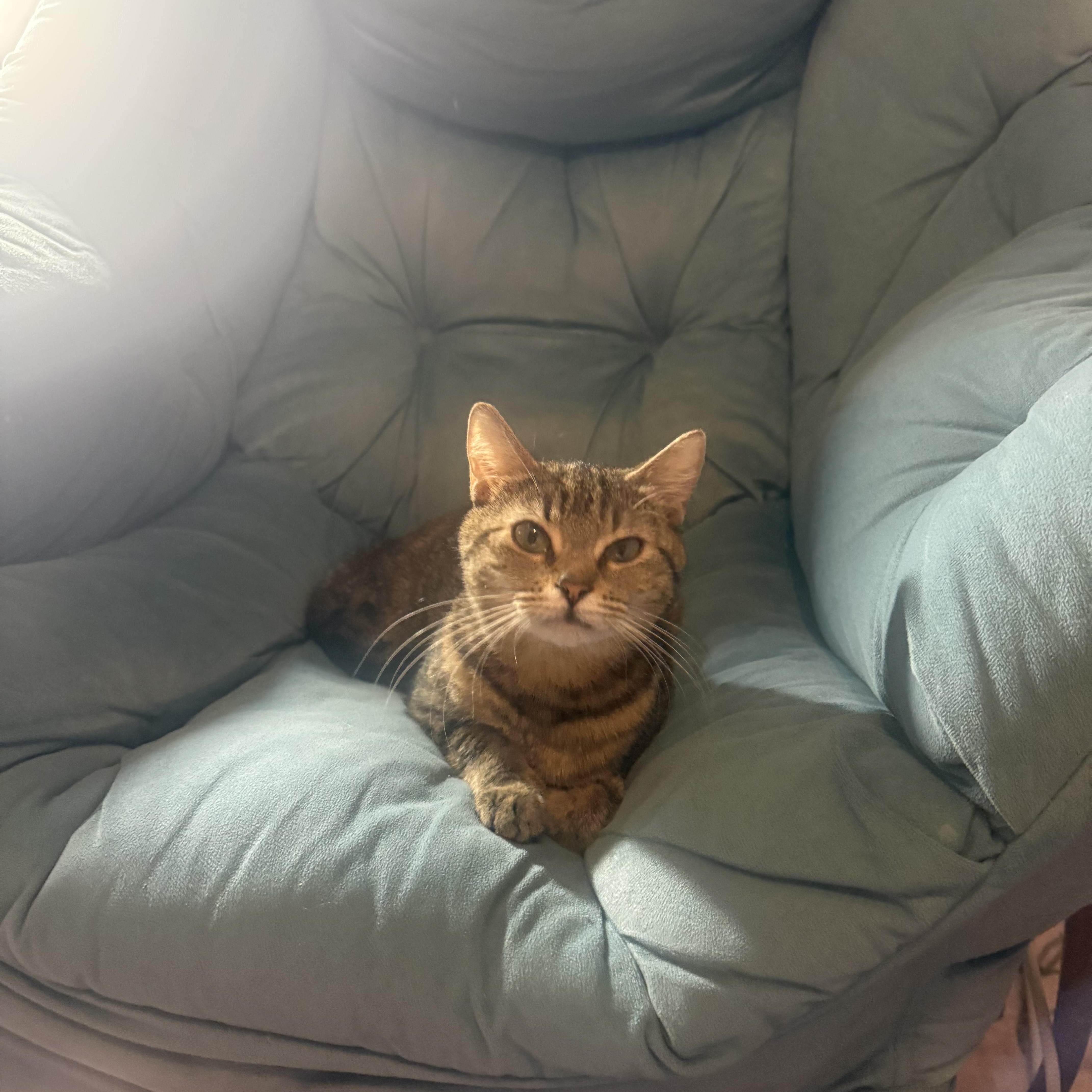 Enlarge Cupcake, an adopted American Shorthair in North Chesterfield, VA image 1/1
