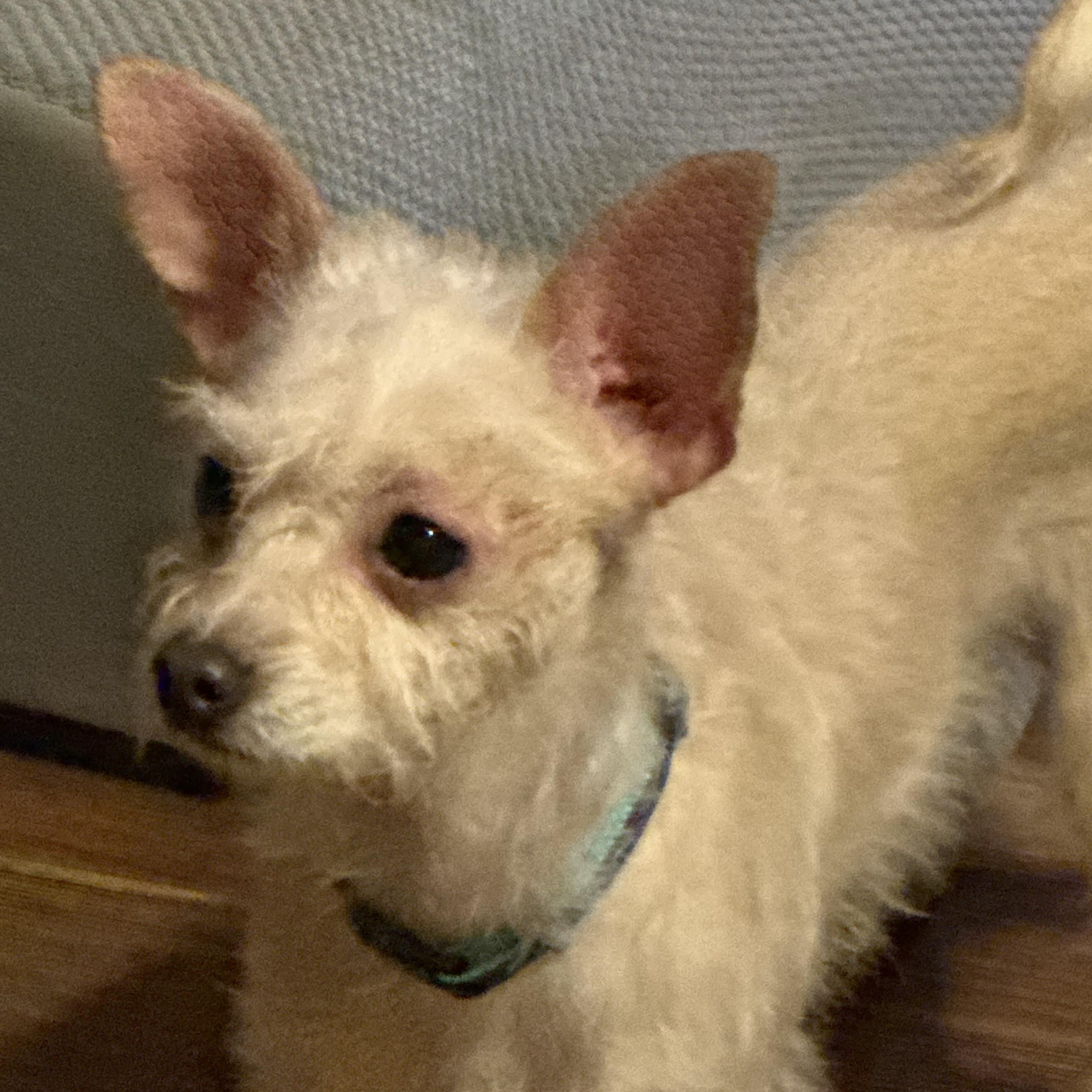 Luna, Adoptable, Young Female Chihuahua.