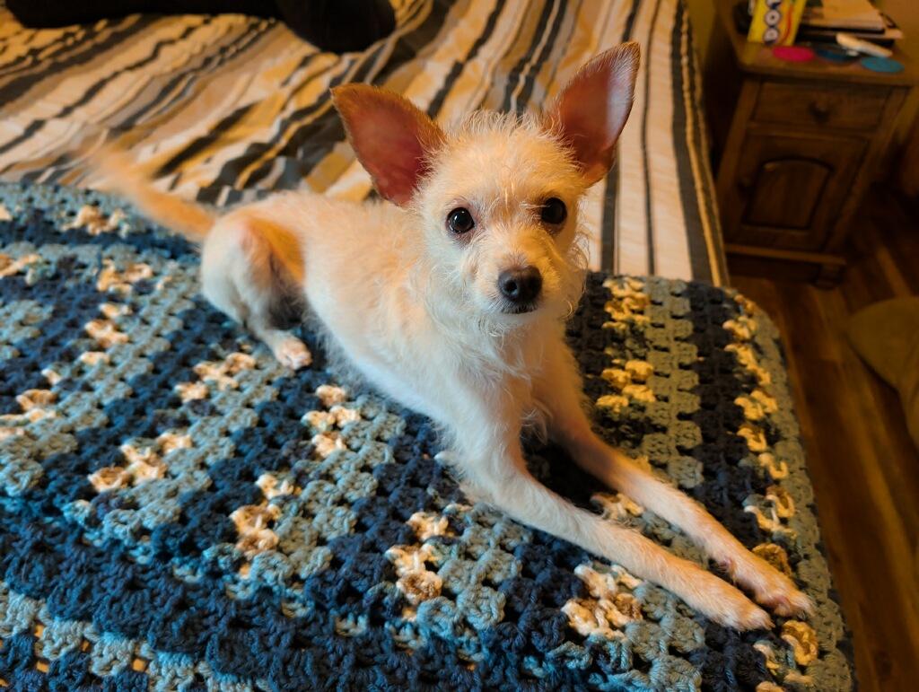 Enlarge Luna, a Adoptable mixed breed in Union Grove, WI image 2/5