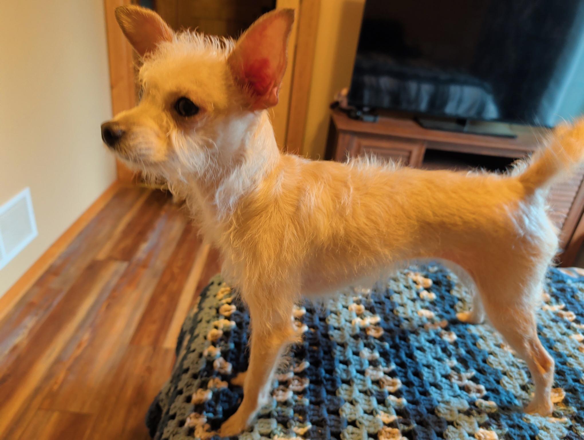 Enlarge Luna, a Adoptable mixed breed in Union Grove, WI image 4/5