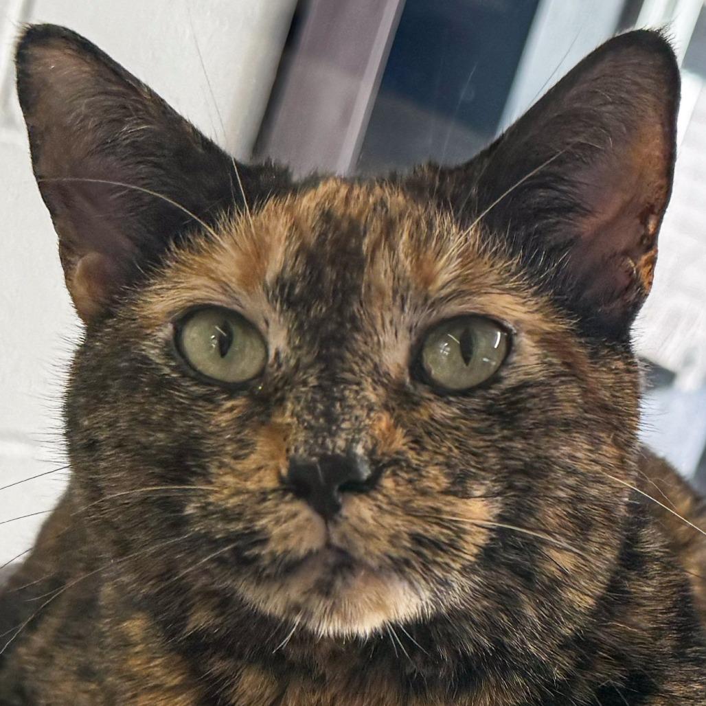 Pebbles, Adoptable, Adult Female Domestic Short Hair.