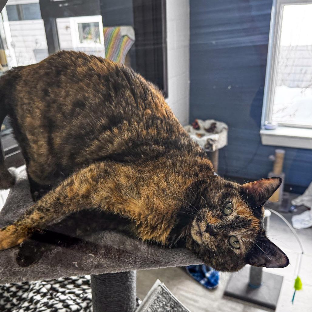 Enlarge Pebbles, a Adoptable Domestic Short Hair in Kennebunk, ME image 2/5