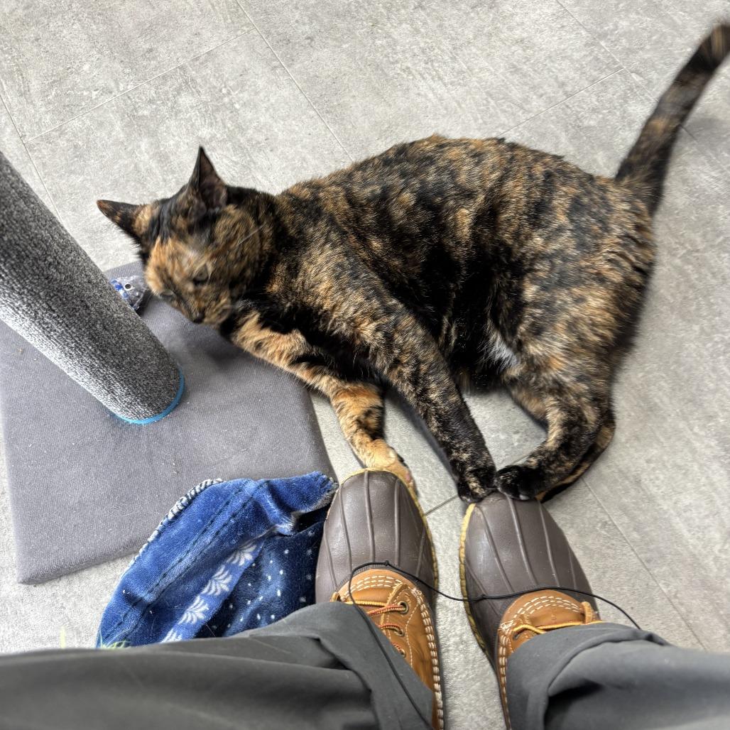 Enlarge Pebbles, a Adoptable Domestic Short Hair in Kennebunk, ME image 3/5