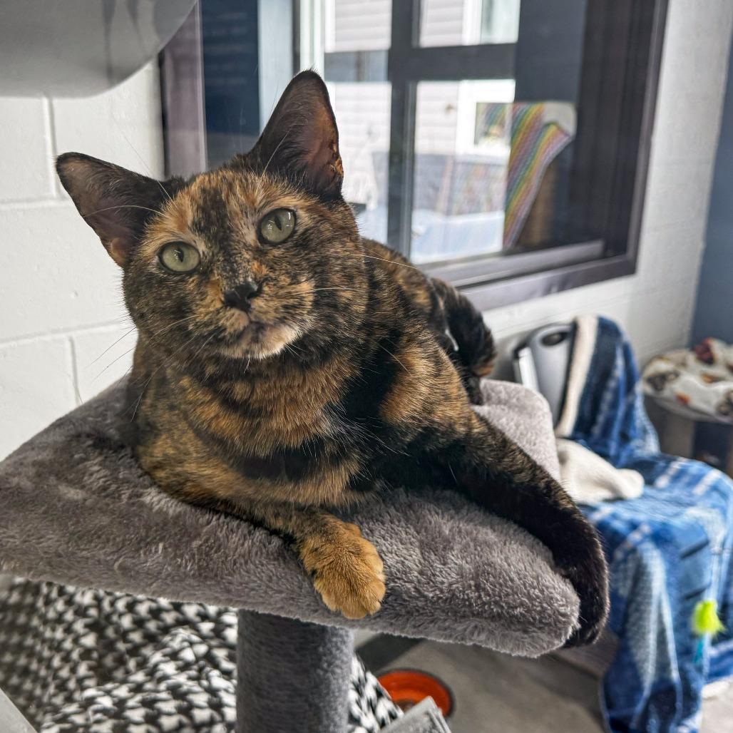 Enlarge Pebbles, a Adoptable Domestic Short Hair in Kennebunk, ME image 4/5