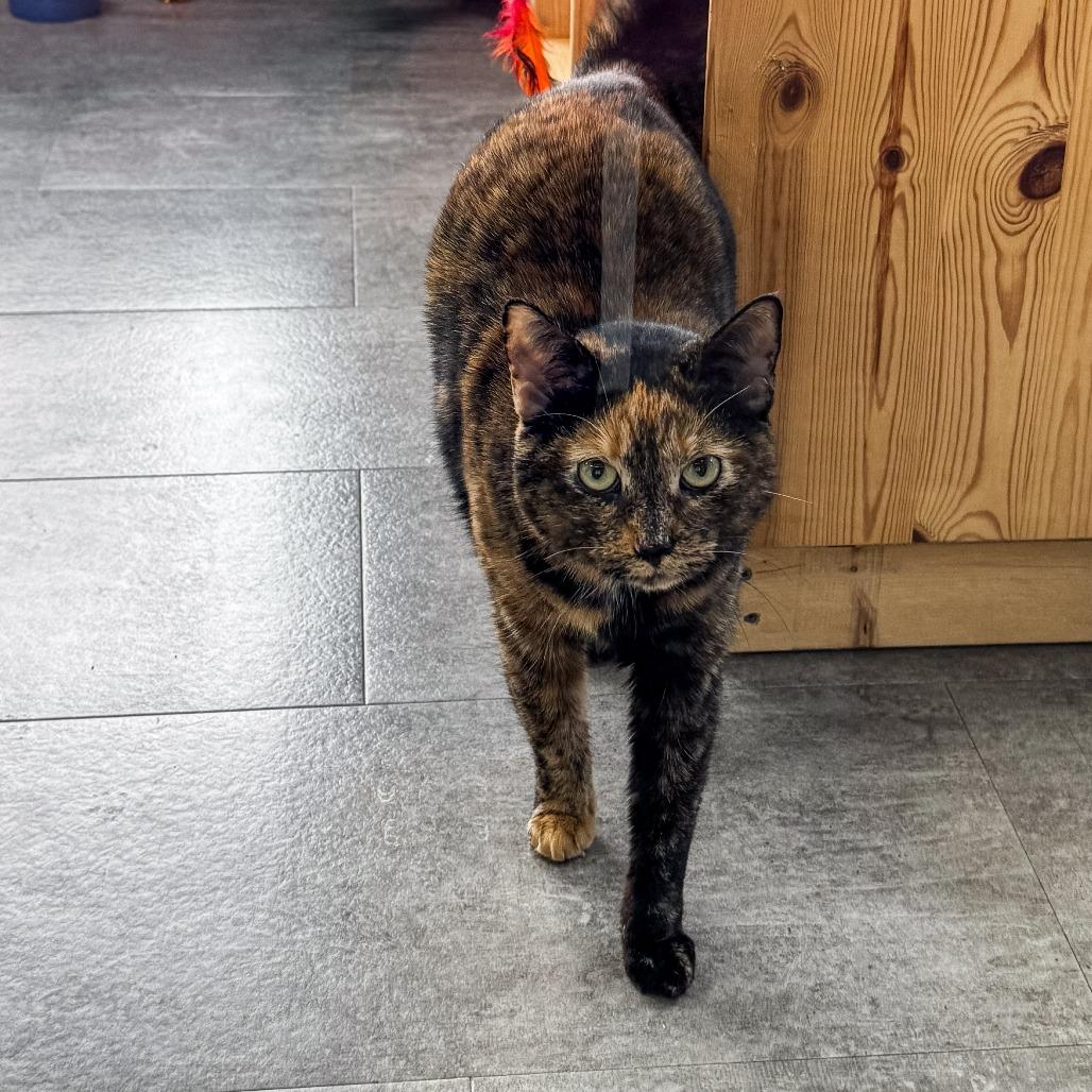 Enlarge Pebbles, a Adoptable Domestic Short Hair in Kennebunk, ME image 5/5