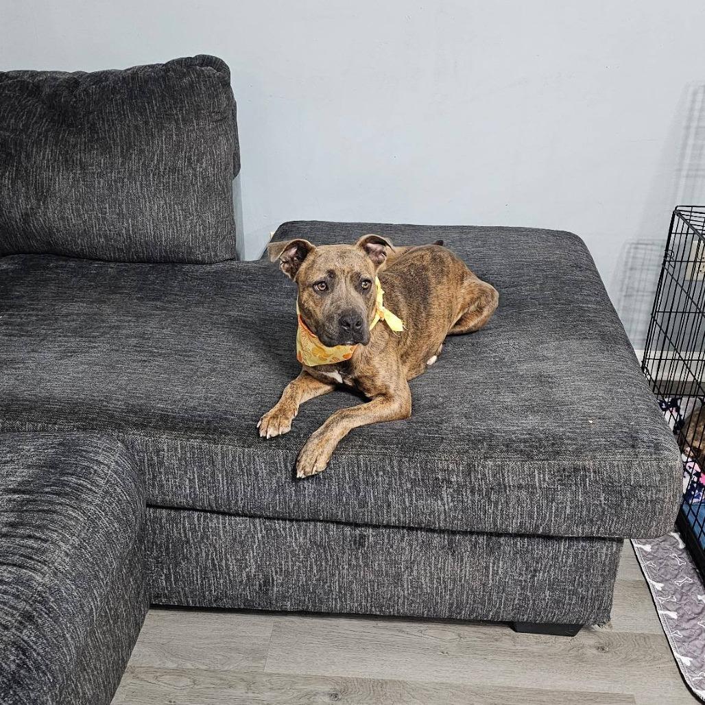 Enlarge Momma Hope, a Adoptable Pit Bull Terrier in Myrtle Beach, SC image 1/6