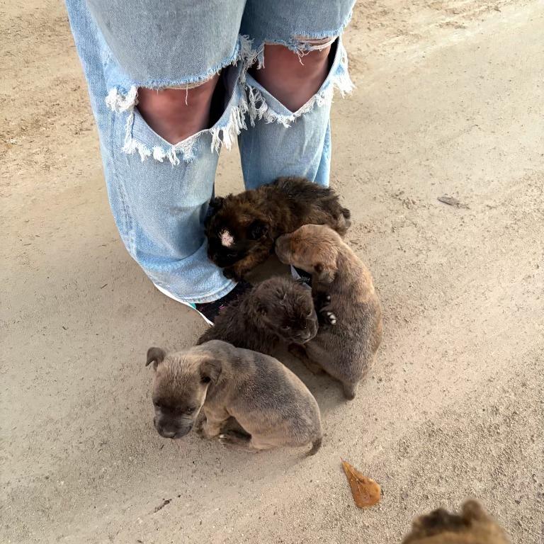 Enlarge Momma Hope, a Adoptable Pit Bull Terrier in Myrtle Beach, SC image 2/6