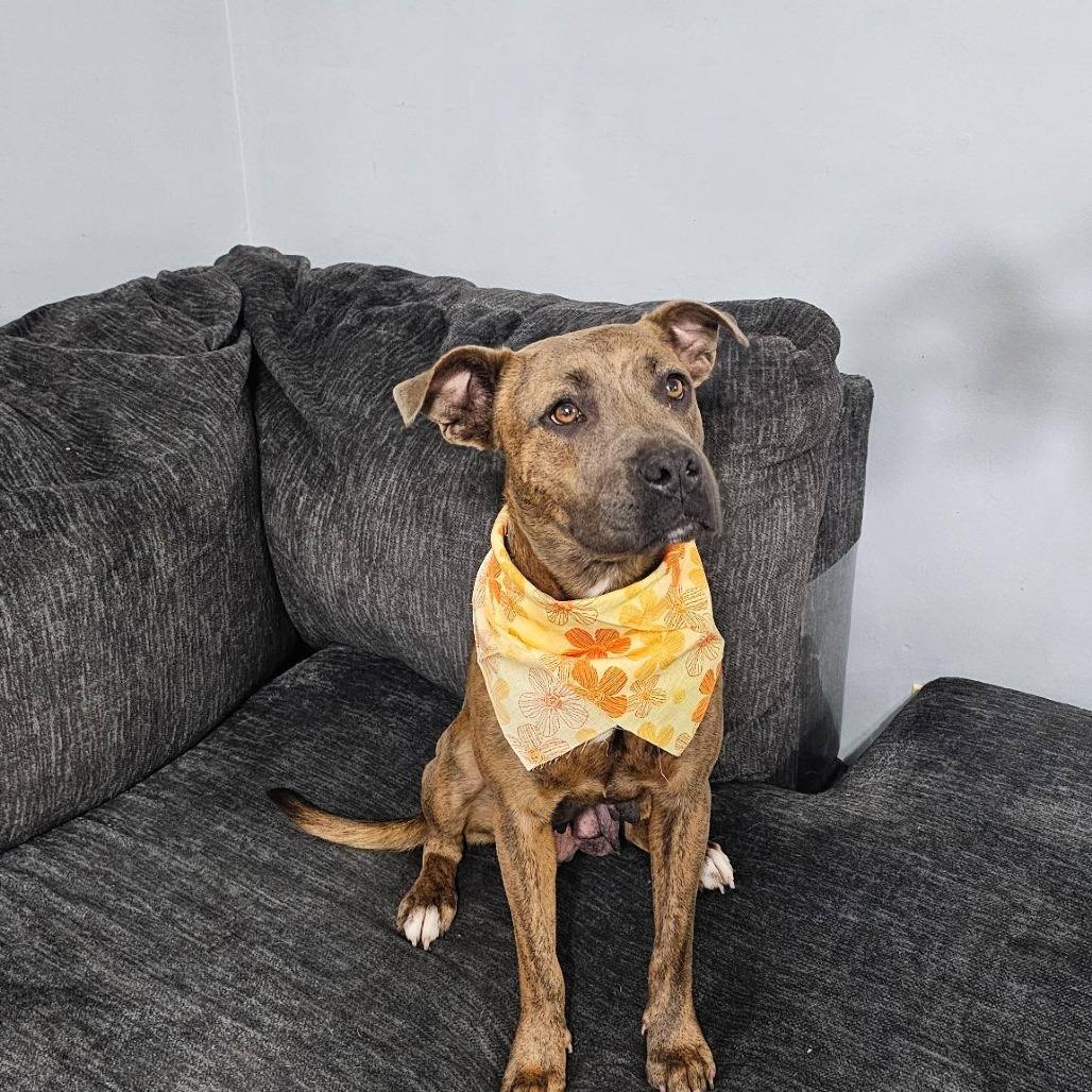 Enlarge Momma Hope, a Adoptable Pit Bull Terrier in Myrtle Beach, SC image 3/6