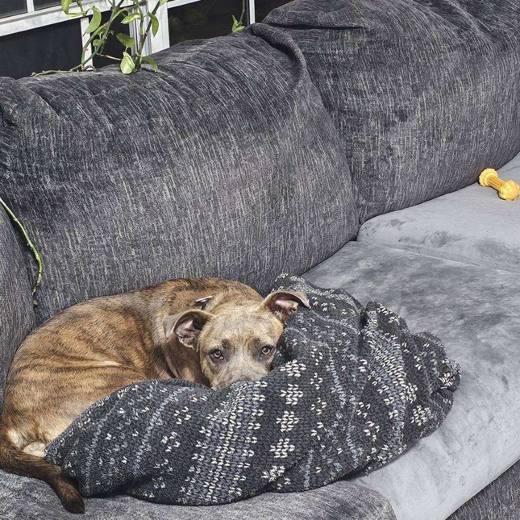 Enlarge Momma Hope, a Adoptable Pit Bull Terrier in Myrtle Beach, SC image 4/6