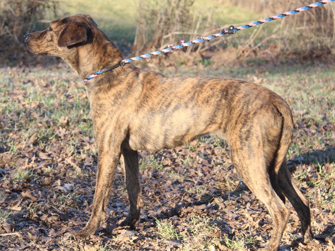 Lacy (Spayed), an adoptable Plott Hound in Marietta, OH, 45750 | Photo Image 2