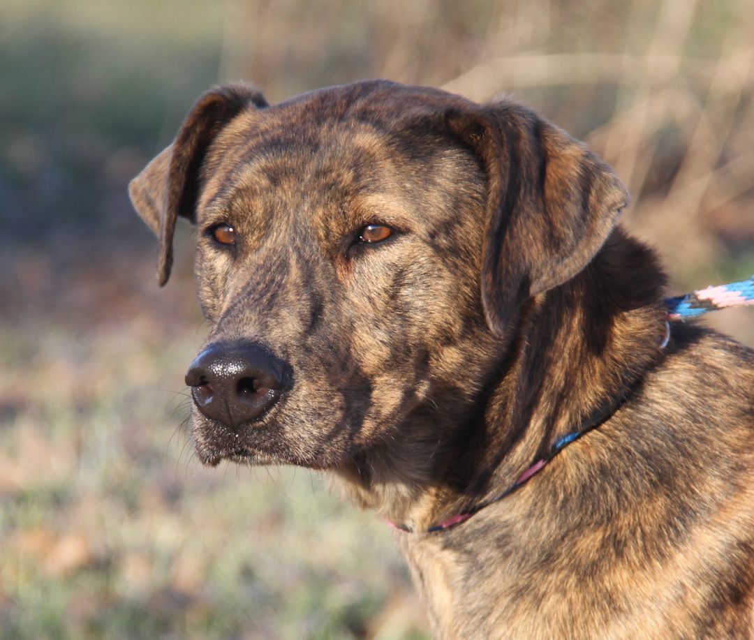 Lacy (Spayed), an adoptable Plott Hound in Marietta, OH, 45750 | Photo Image 4
