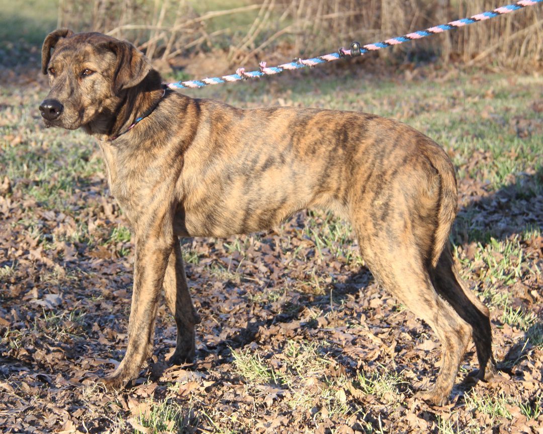 Lacy (Spayed), an adoptable Plott Hound in Marietta, OH, 45750 | Photo Image 1
