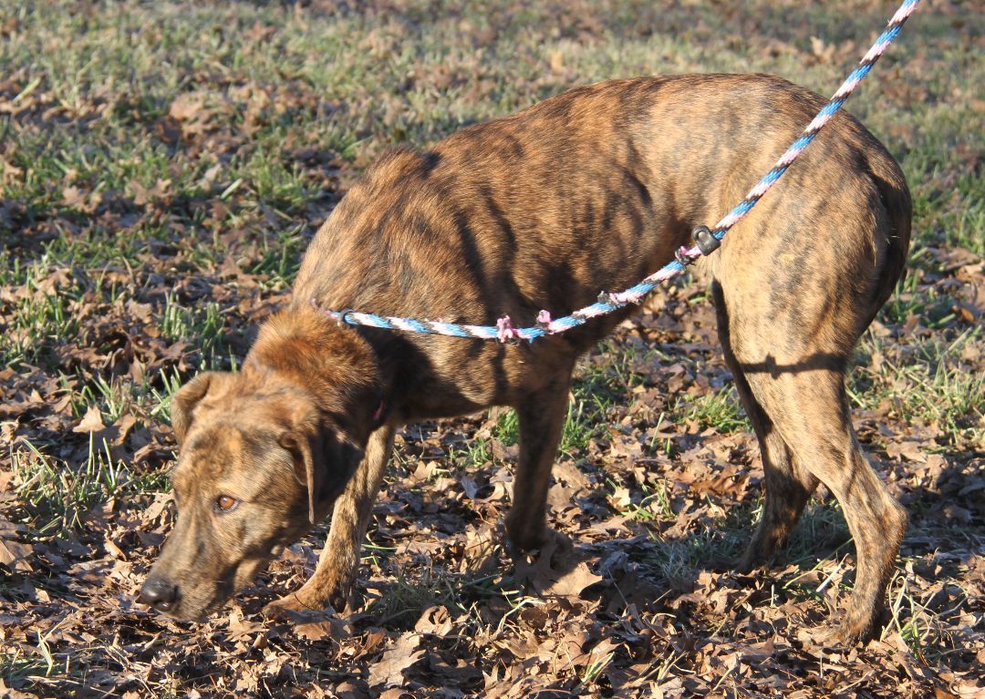 Lacy (Spayed), an adoptable Plott Hound in Marietta, OH, 45750 | Photo Image 6