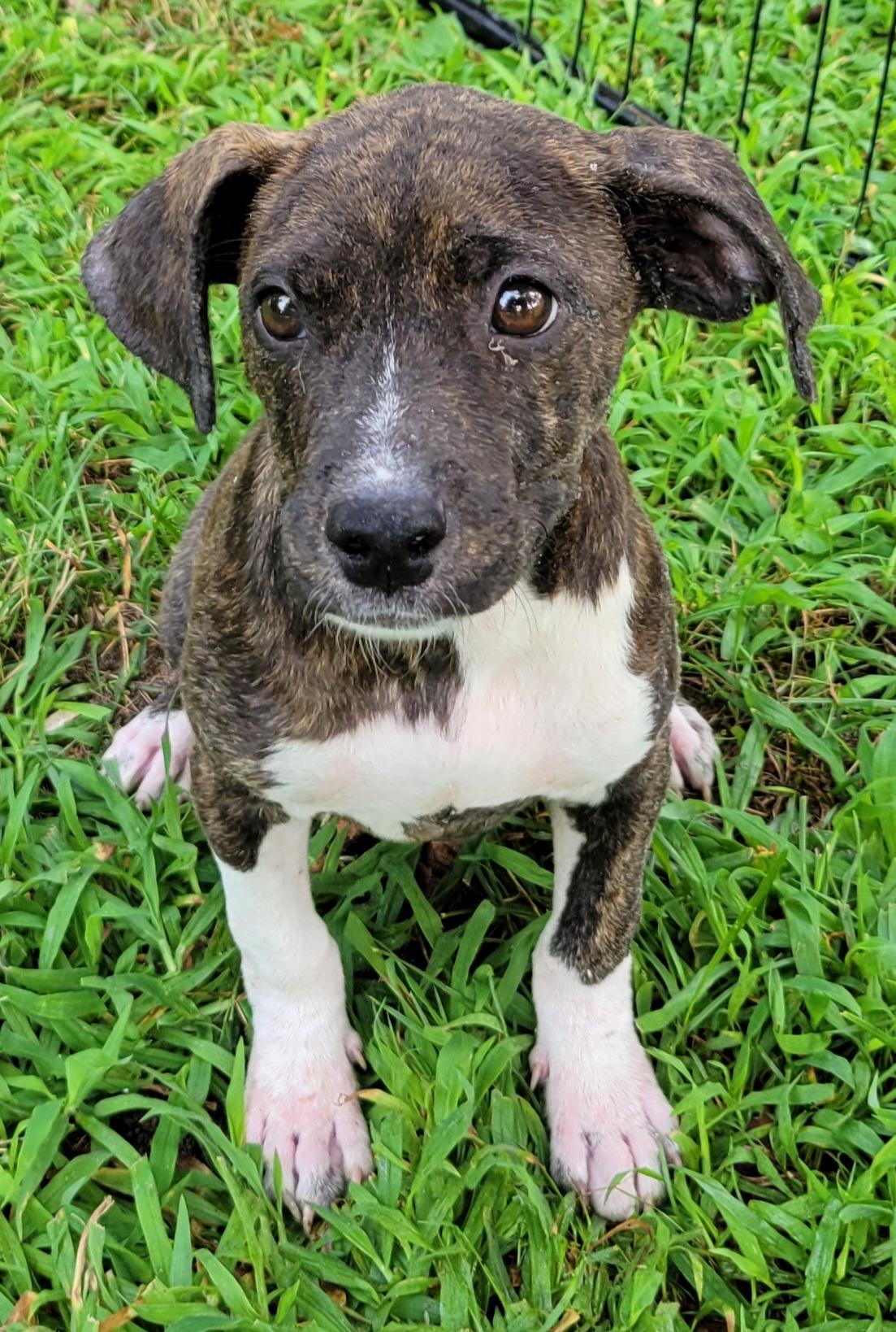 Molly, ADOPTABLE, Puppy Female Tennessee Treeing Brindle & Rat Terrier.