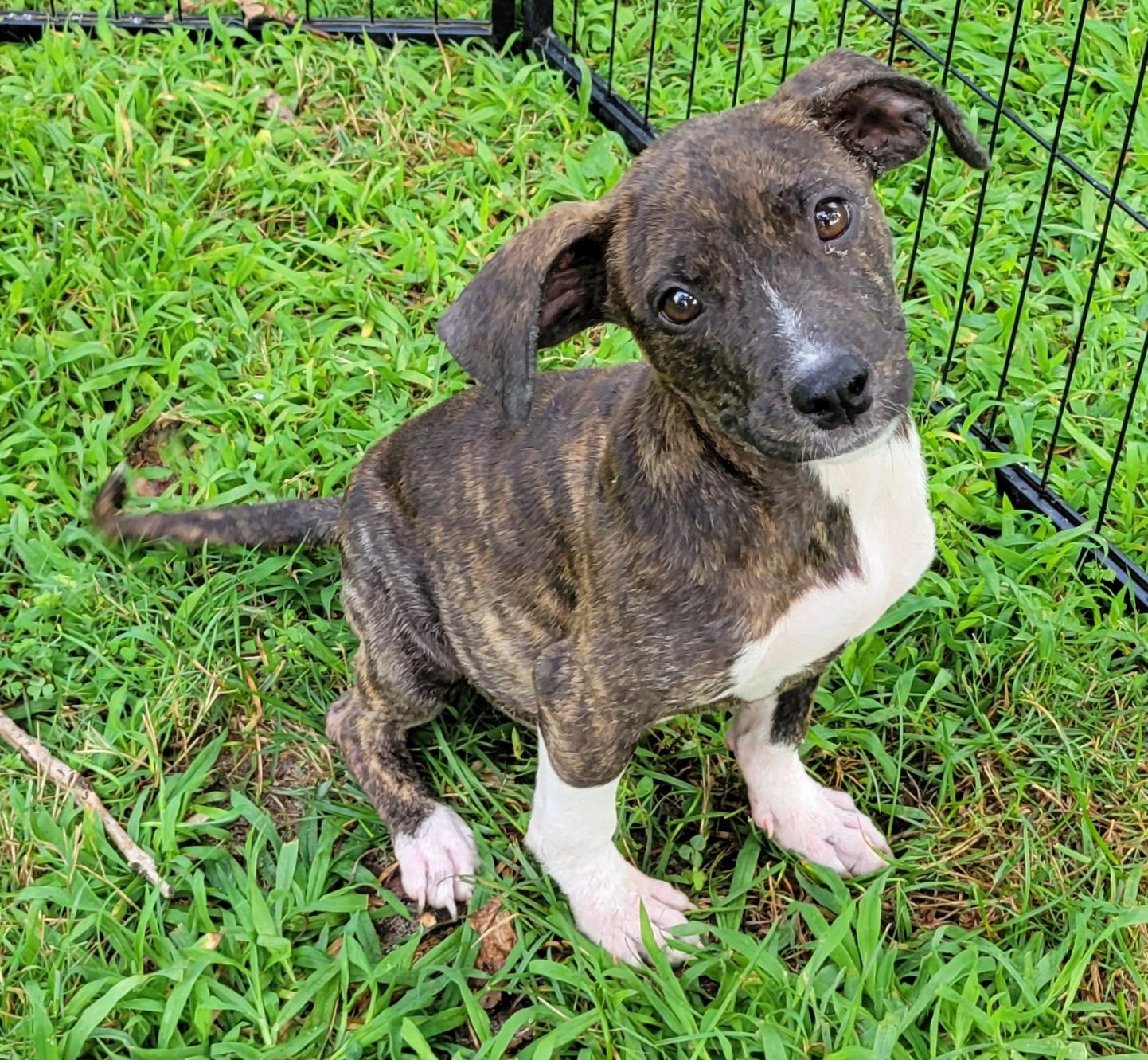 Molly, a ADOPTABLE mixed breed in Elwood, NJ image 3/4