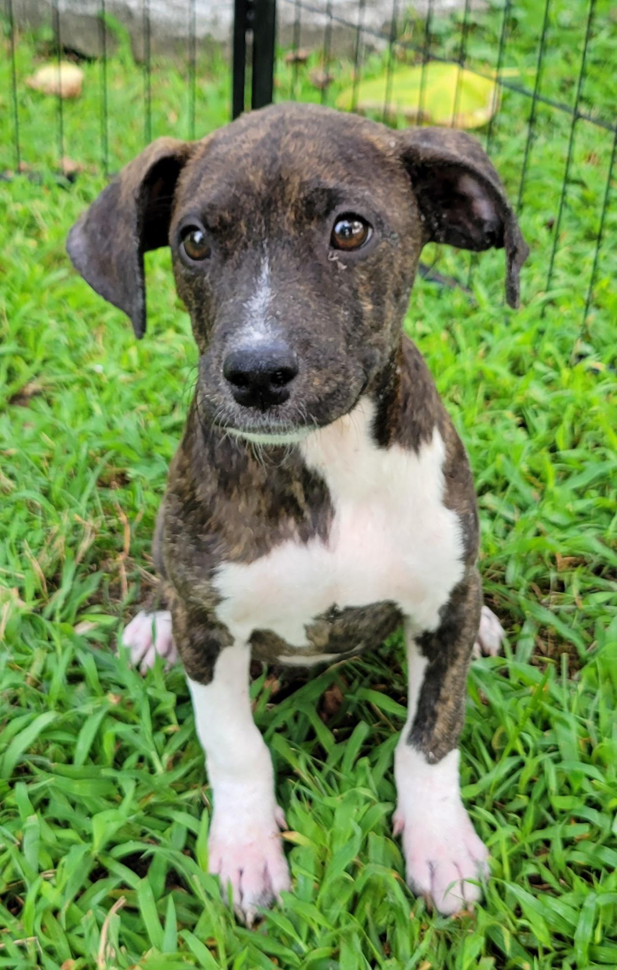 Molly, a ADOPTABLE mixed breed in Elwood, NJ image 2/4