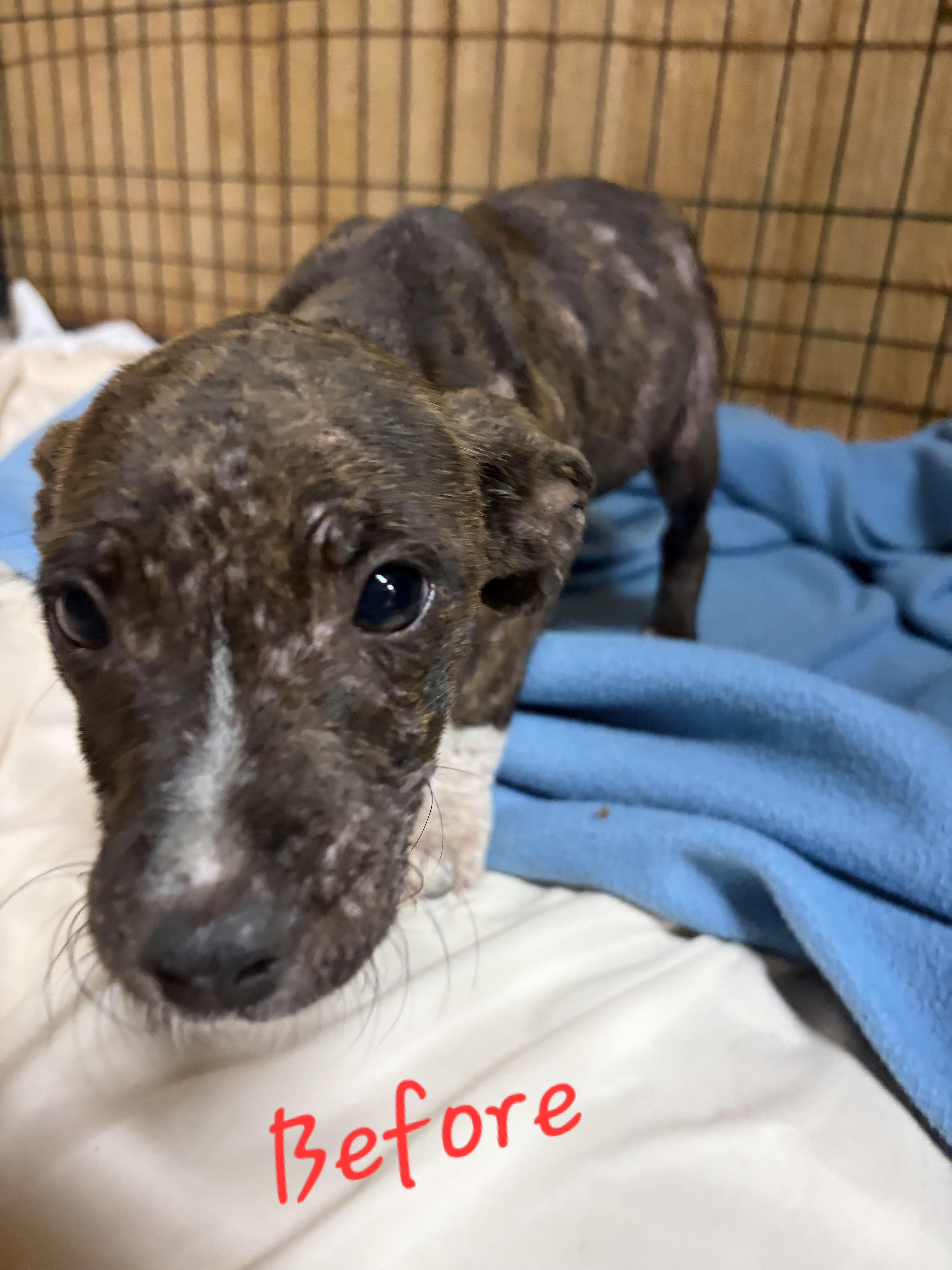 Molly, a ADOPTABLE mixed breed in Elwood, NJ image 4/4