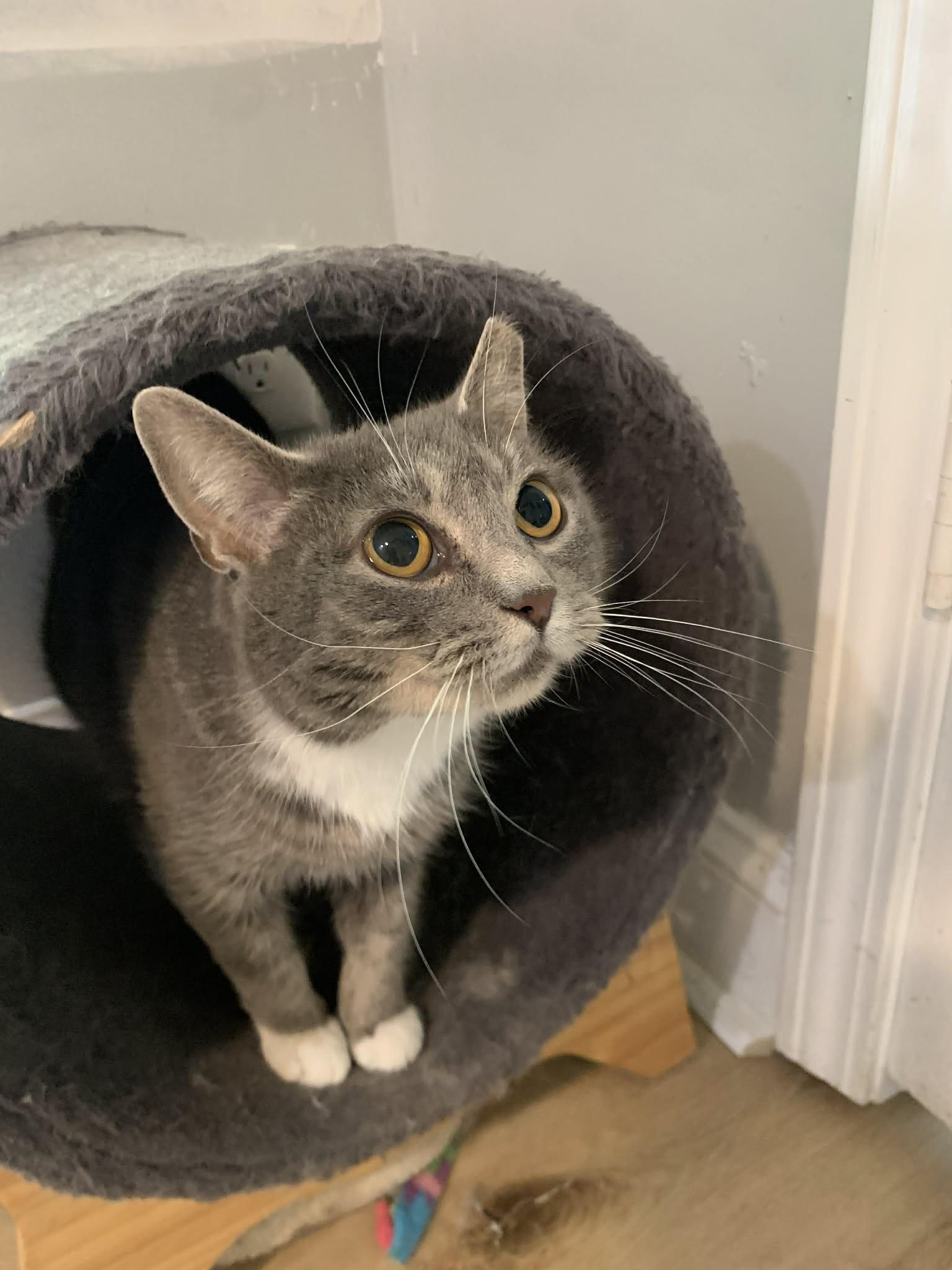 Kyra, adopted, Young Female Domestic Short Hair.