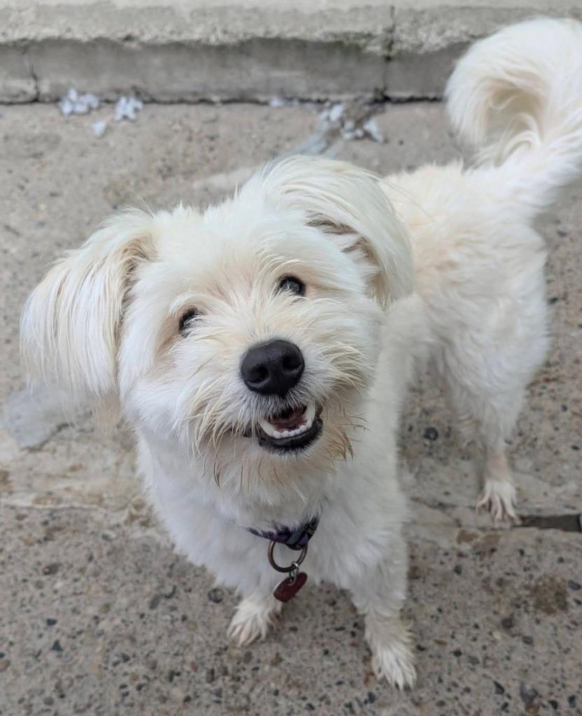 Teddy, Adopted, Puppy Male Poodle & Mixed Breed.
