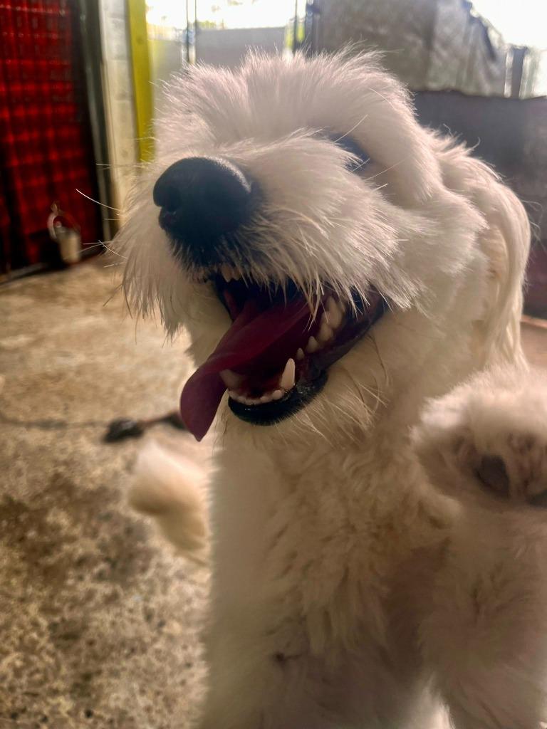Enlarge Teddy, a Adopted mixed breed in Warren, MI image 2/6