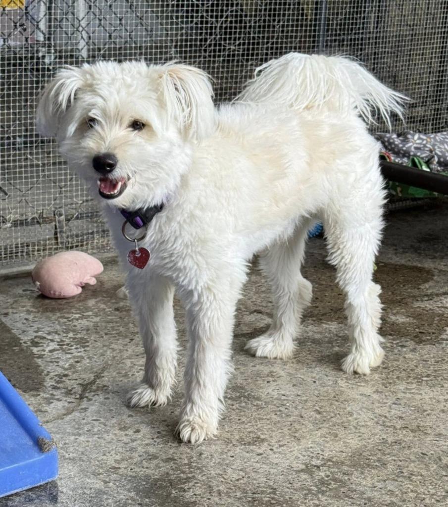 Enlarge Teddy, a Adopted mixed breed in Warren, MI image 3/6