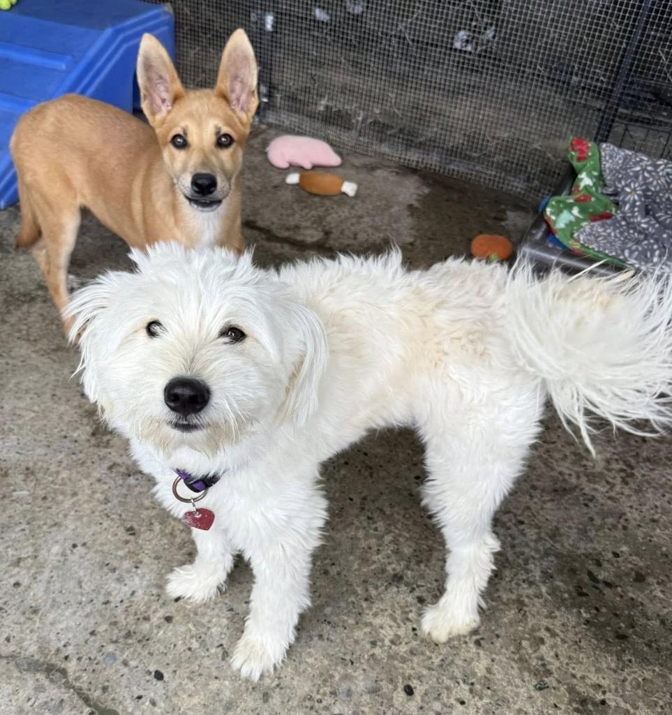Enlarge Teddy, a Adopted mixed breed in Warren, MI image 4/6