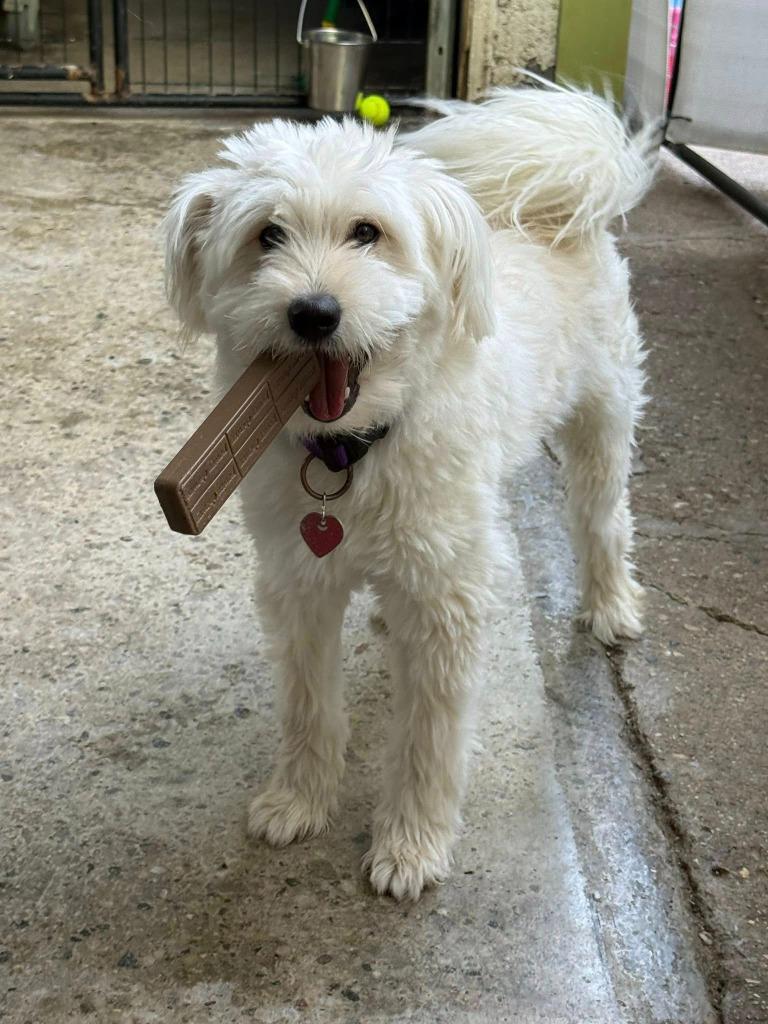 Enlarge Teddy, a Adopted mixed breed in Warren, MI image 5/6